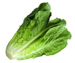 Romaine 24ct