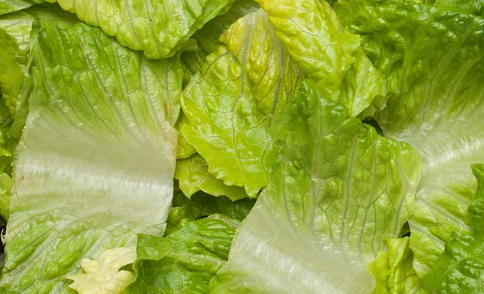 Romaine, Chopped