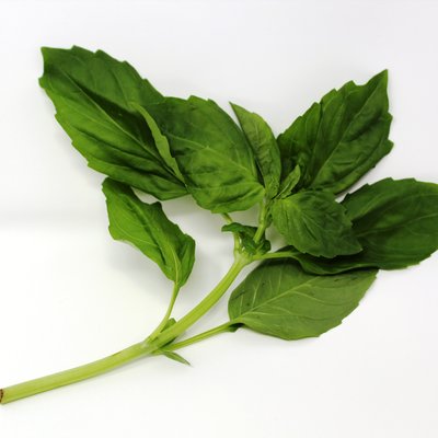 Basil 1lb