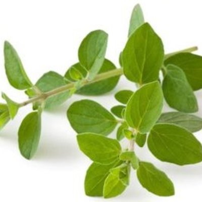 Oregano 1lb
